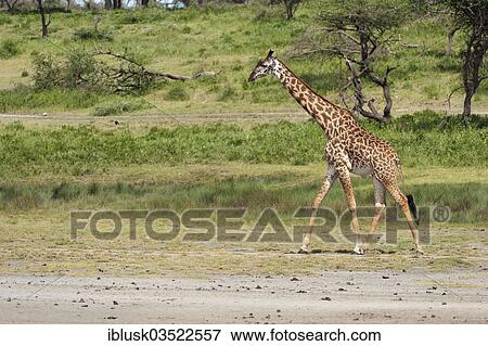 Stock Photo - "Giraffe (Giraffa camelopardalis) walking towards a waterhole, Serengeti, Tanzania, Africa". Fotosearch