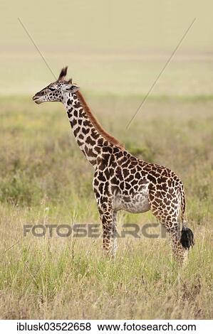 "Giraffe (Giraffa camelopardalis), calf, Serengeti, Tanzania, Africa" View Large Photo Image Stock Photo - "Giraffe (Giraffa camelopardalis), calf, Serengeti, Tanzania, Africa". Fotosearch