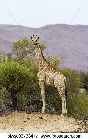 "Giraffe (Giraffa camelopardalis), Khomas Region, Namibia, Africa" View Large Photo Image Stock Photo - "Giraffe (Giraffa camelopardalis), Khomas Region, Namibia, Africa". Fotosearch