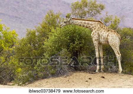 "Giraffe (Giraffa camelopardalis), Khomas Region, Namibia, Africa" View Large Photo Image Stock Photo - "Giraffe (Giraffa camelopardalis), Khomas Region, Namibia, Africa". Fotosearch