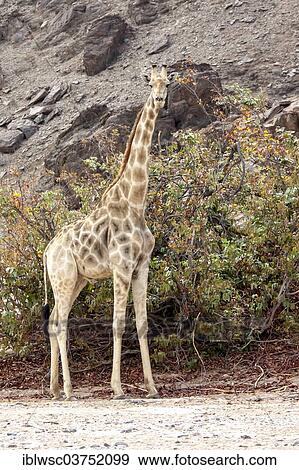 Stock Photo - "Giraffe (Giraffa camelopardalis), Kaokoland, Kunene, Namibia, Africa". Fotosearch