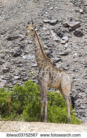 Stock Photo - "Giraffe (Giraffa camelopardalis), Namibia, Africa". Fotosearch