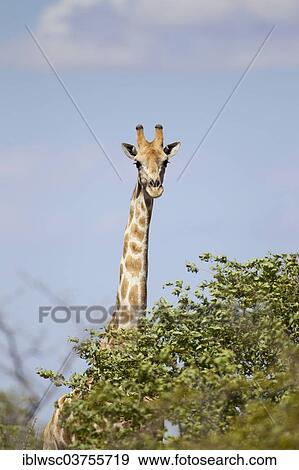 "Giraffe (Giraffa camelopardalis), Etosha National Park, Okaukuejo, Kunene Region, Namibia, Africa" View Large Photo Image Stock Photo - "Giraffe (Giraffa camelopardalis), Etosha National Park, Okaukuejo, Kunene Region, Namibia, Africa". Fotosearch