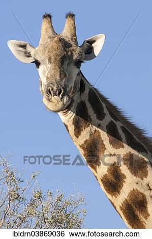 "Giraffe (Giraffa camelopardalis), Kgalagadi Transfrontier Park, Northern Cape, South Africa, Africa" View Large Photo Image Stock Photograph - "Giraffe (Giraffa camelopardalis), Kgalagadi Transfrontier Park, Northern Cape, South Africa, Africa". Fotosearch