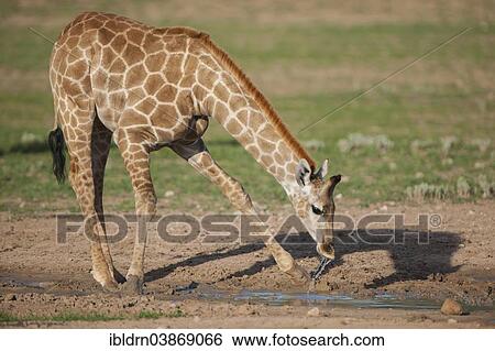 "Giraffe (Giraffa camelopardalis) drinking, Kgalagadi Transfrontier Park, Northern Cape, South Africa, Africa" View Large Photo Image Stock Photograph - "Giraffe (Giraffa camelopardalis) drinking, Kgalagadi Transfrontier Park, Northern Cape, South Africa, Africa". Fotosearch