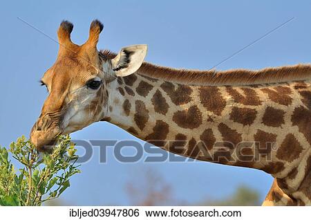 "Giraffe (Giraffa camelopardalis), feeding on leaves, Kruger National Park, South Africa, Africa" View Large Photo Image Stock Photograph - "Giraffe (Giraffa camelopardalis), feeding on leaves, Kruger National Park, South Africa, Africa". Fotosearch