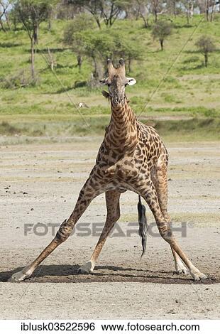 "Giraffe (Giraffa camelopardalis) bending down awkwardly to drink, Serengeti, Tanzania, Africa" View Large Photo Image Stock Photograph - "Giraffe (Giraffa camelopardalis) bending down awkwardly to drink, Serengeti, Tanzania, Africa". Fotosearch