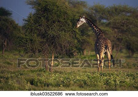 "Giraffe (Giraffa camelopardalis) feeding in the evening light, Serengeti, Tanzania, Africa" View Large Photo Image Stock Photograph - "Giraffe (Giraffa camelopardalis) feeding in the evening light, Serengeti, Tanzania, Africa". Fotosearch