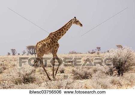 Stock Photograph - "Giraffe (Giraffa camelopardalis), Etosha National Park, Okaukuejo, Kunene Region, Namibia, Africa". Fotosearch