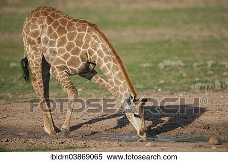 Stock Photography - "Giraffe (Giraffa camelopardalis) drinking, Kgalagadi Transfrontier Park, Northern Cape, South Africa, Africa". Fotosearch