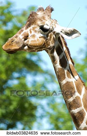 "Giraffe (Giraffa camelopardalis), portrait, captive" View Large Photo Image Stock Photography - "Giraffe (Giraffa camelopardalis), portrait, captive". Fotosearch