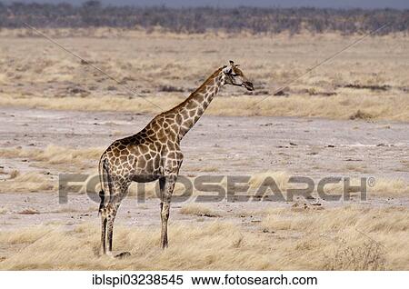 "Giraffe (Giraffa camelopardalis), Etosha National Park, Namibia, Africa" View Large Photo Image Stock Photography - "Giraffe (Giraffa camelopardalis), Etosha National Park, Namibia, Africa". Fotosearch