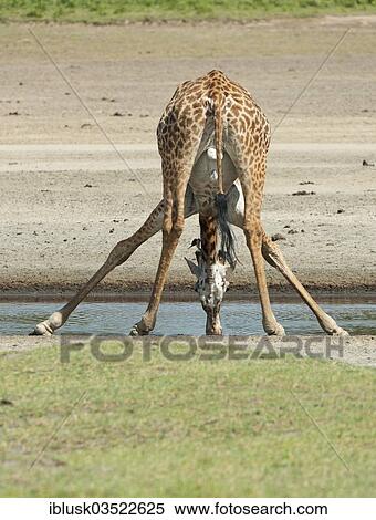 "Giraffe (Giraffa camelopardalis) bending down while drinking, Serengeti, Tanzania, Africa" View Large Photo Image Stock Photography - "Giraffe (Giraffa camelopardalis) bending down while drinking, Serengeti, Tanzania, Africa". Fotosearch