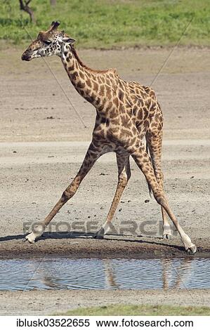"Giraffe (Giraffa camelopardalis) bending down awkwardly to drink, Serengeti, Tanzania, Africa" View Large Photo Image Stock Photography - "Giraffe (Giraffa camelopardalis) bending down awkwardly to drink, Serengeti, Tanzania, Africa". Fotosearch