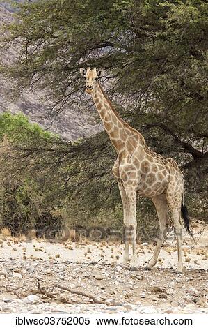"Giraffe (Giraffa camelopardalis), Purros, Kaokoland, Kunene, Namibia, Africa" View Large Photo Image Stock Photography - "Giraffe (Giraffa camelopardalis), Purros, Kaokoland, Kunene, Namibia, Africa". Fotosearch