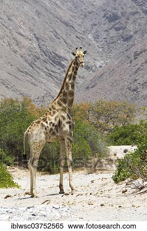 Stock Photography - "Giraffe (Giraffa camelopardalis), Namibia, Africa". Fotosearch