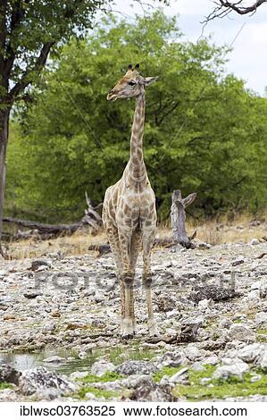 "Giraffe (Giraffa camelopardalis), Etosha National Park, Namibia, Africa" View Large Photo Image Stock Photography - "Giraffe (Giraffa camelopardalis), Etosha National Park, Namibia, Africa". Fotosearch