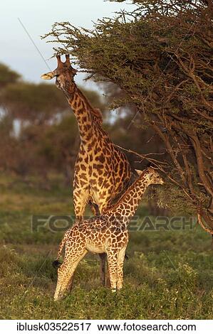 "Giraffe (Giraffa camelopardalis) with a newborn calf in the evening light, Serengeti, Tanzania, Africa" View Large Photo Image Stock Photo - "Giraffe (Giraffa camelopardalis) with a newborn calf in the evening light, Serengeti, Tanzania, Africa". Fotosearch