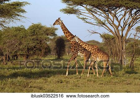 "Giraffe (Giraffa camelopardalis) with a calf in the evening light, Serengeti, Tanzania, Africa" View Large Photo Image Stock Photograph - "Giraffe (Giraffa camelopardalis) with a calf in the evening light, Serengeti, Tanzania, Africa". Fotosearch
