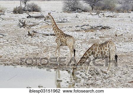 "Giraffen (Giraffa camelopardalis) at the Okaukuejo waterhole, Etosha National Park, Okaukuejo, Kunene Region, Namibia, Africa" View Large Photo Image Stock Image - "Giraffen (Giraffa camelopardalis) at the Okaukuejo waterhole, Etosha National Park, Okaukuejo, Kunene Region, Namibia, Africa". Fotosearch