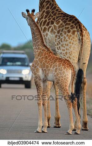 "Giraffes (Giraffa camelopardalis), an adult and a calf standing in the middle of the road, in the evening, Kruger National Park, South Africa, Africa" View Large Photo Image Picture - "Giraffes (Giraffa camelopardalis), an adult and a calf standing in the middle of the road, in the evening, Kruger National Park, South Africa, Africa". Fotosearch