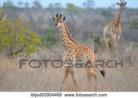 "Giraffes (Giraffa camelopardalis), an adult and a calf walking in dry grass, Kruger National Park, South Africa, Africa" View Large Photo Image Stock Photo - "Giraffes (Giraffa camelopardalis), an adult and a calf walking in dry grass, Kruger National Park, South Africa, Africa". Fotosearch