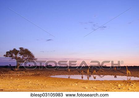 Stock Image - "Giraffes (Giraffa camelopardalis) at the waterhole at dusk, Etosha National Park, near Okaukuejo, Kunene Region, Namibia, Africa". Fotosearch