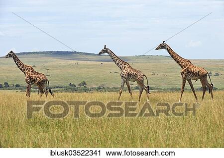 "Giraffes (Giraffa camelopardalis) in the savanna landscape, Massai Mara, Serengeti, Rift Valley province, Kenya, Africa" View Large Photo Image Stock Image - "Giraffes (Giraffa camelopardalis) in the savanna landscape, Massai Mara, Serengeti, Rift Valley province, Kenya, Africa". Fotosearch