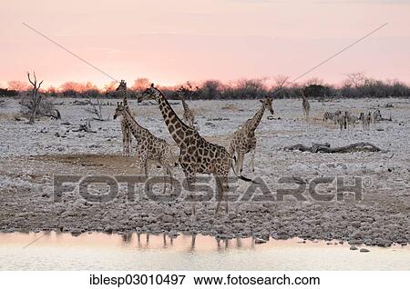 Stock Photo - "Giraffes (Giraffa camelopardalis), in front of Burchell's Zebras (Equus quagga), evening mood at the waterhole of Okaukuejo, Okaukuejo, Etosha-Nationalpark, Outjo, Namibia, Africa". Fotosearch