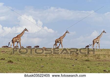 "Giraffes (Giraffa camelopardalis) in the savanna landscape, Massai Mara, Serengeti, Rift Valley province, Kenya, Africa" View Large Photo Image Stock Photography - "Giraffes (Giraffa camelopardalis) in the savanna landscape, Massai Mara, Serengeti, Rift Valley province, Kenya, Africa". Fotosearch