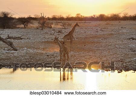 "Giraffes (Giraffa camelopardalis), evening mood at the waterhole of Okaukuejo, Okaukuejo, Etosha-Nationalpark, Outjo, Namibia, Africa" View Large Photo Image Picture - "Giraffes (Giraffa camelopardalis), evening mood at the waterhole of Okaukuejo, Okaukuejo, Etosha-Nationalpark, Outjo, Namibia, Africa". Fotosearch