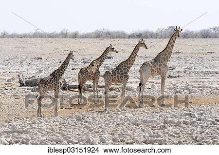 "Giraffes (Giraffa camelopardalis) standing at the Okaukuejo waterhole, Etosha National Park, Okaukuejo, Kunene Region, Namibia, Africa" View Large Photo Image Picture - "Giraffes (Giraffa camelopardalis) standing at the Okaukuejo waterhole, Etosha National Park, Okaukuejo, Kunene Region, Namibia, Africa". Fotosearch