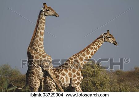 "Giraffes (Giraffa camelopardalis), mating, Etosha National Park, Kunene Region, Namibia, Africa" View Large Photo Image Picture - "Giraffes (Giraffa camelopardalis), mating, Etosha National Park, Kunene Region, Namibia, Africa". Fotosearch