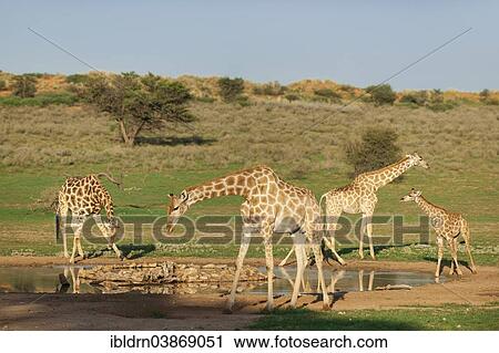 Stock Image - "Giraffes (Giraffa camelopardalis), Kgalagadi Transfrontier Park, Northern Cape, South Africa, Africa". Fotosearch