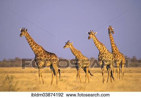 "Giraffes (Giraffa camelopardalis), Namutoni, Etosha National Park, Namibia, Africa" View Large Photo Image Stock Image - "Giraffes (Giraffa camelopardalis), Namutoni, Etosha National Park, Namibia, Africa". Fotosearch