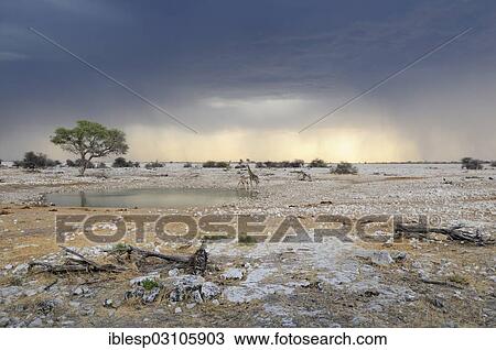"Giraffes (Giraffa camelopardalis) drinking at a waterhole with storm clouds in the back, Etosha National Park, Okaukuejo, Kunene Region, Namibia, Africa" View Large Photo Image Stock Image - "Giraffes (Giraffa camelopardalis) drinking at a waterhole with storm clouds in the back, Etosha National Park, Okaukuejo, Kunene Region, Namibia, Africa". Fotosearch