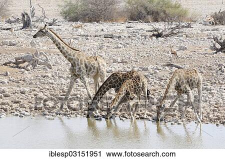 "Giraffes (Giraffa camelopardalis) drinking at the Okaukuejo waterhole, Etosha National Park, Okaukuejo, Kunene Region, Namibia, Africa" View Large Photo Image Stock Image - "Giraffes (Giraffa camelopardalis) drinking at the Okaukuejo waterhole, Etosha National Park, Okaukuejo, Kunene Region, Namibia, Africa". Fotosearch