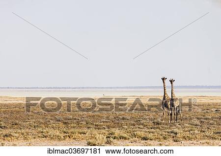 "Giraffes (Giraffa camelopardalis) standing in the savannah, Etosha National Park, Namibia, Africa" View Large Photo Image Stock Image - "Giraffes (Giraffa camelopardalis) standing in the savannah, Etosha National Park, Namibia, Africa". Fotosearch