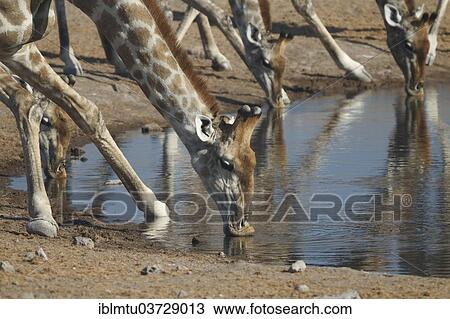 "Giraffes (Giraffa camelopardalis) drinking at a waterhole, Etosha National Park, Kunene Region, Namibia, Africa" View Large Photo Image Stock Image - "Giraffes (Giraffa camelopardalis) drinking at a waterhole, Etosha National Park, Kunene Region, Namibia, Africa". Fotosearch