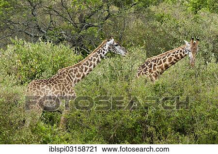 Stock Image - "Giraffes (Giraffa camelopardalis), Masai Mara, Rift Valley Province, Kenya, Africa". Fotosearch