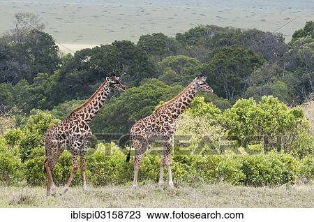 "Giraffes (Giraffa camelopardalis), Masai Mara, Rift Valley Province, Kenya, Africa" View Large Photo Image Stock Image - "Giraffes (Giraffa camelopardalis), Masai Mara, Rift Valley Province, Kenya, Africa". Fotosearch