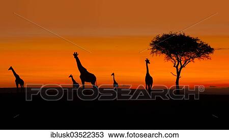 Stock Image - "Giraffes (Giraffa camelopardalis), silhouettes at sunrise, Massai Mara, Serengeti, Rift Valley province, Kenya, Africa". Fotosearch