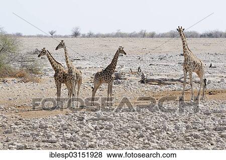 "Giraffes (Giraffa camelopardalis) standing at the Okaukuejo waterhole, Etosha National Park, Okaukuejo, Kunene Region, Namibia, Africa" View Large Photo Image Stock Photo - "Giraffes (Giraffa camelopardalis) standing at the Okaukuejo waterhole, Etosha National Park, Okaukuejo, Kunene Region, Namibia, Africa". Fotosearch