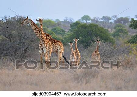 "Giraffes (Giraffa camelopardalis), adults and calfs in the evening, Kruger National Park, South Africa, Africa" View Large Photo Image Stock Photo - "Giraffes (Giraffa camelopardalis), adults and calfs in the evening, Kruger National Park, South Africa, Africa". Fotosearch