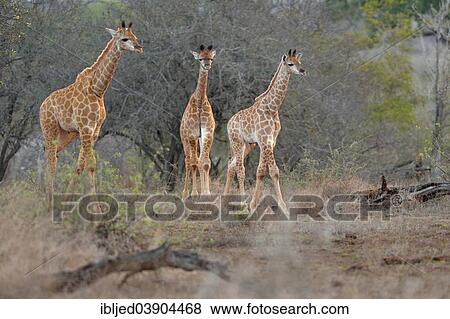 "Giraffes (Giraffa camelopardalis), calfs walking in the savannah in the evening, Kruger National Park, South Africa, Africa" View Large Photo Image Stock Photo - "Giraffes (Giraffa camelopardalis), calfs walking in the savannah in the evening, Kruger National Park, South Africa, Africa". Fotosearch