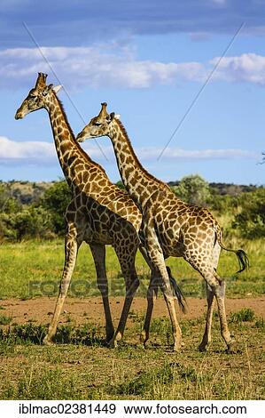 "Giraffes (Giraffa camelopardalis), Namibia, Africa" View Large Photo Image Stock Photo - "Giraffes (Giraffa camelopardalis), Namibia, Africa". Fotosearch