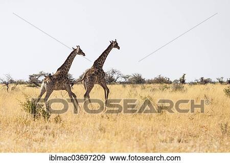"Giraffes (Giraffa camelopardalis) running in the savannah, Etosha National Park, Namibia, Africa" View Large Photo Image Stock Photo - "Giraffes (Giraffa camelopardalis) running in the savannah, Etosha National Park, Namibia, Africa". Fotosearch