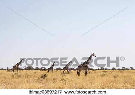 "Giraffes (Giraffa camelopardalis) standing in the savannah, Etosha National Park, Namibia, Africa" View Large Photo Image Stock Photo - "Giraffes (Giraffa camelopardalis) standing in the savannah, Etosha National Park, Namibia, Africa". Fotosearch