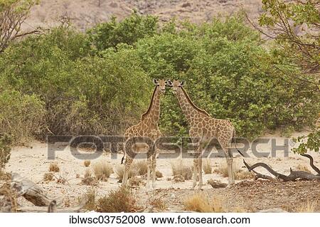 "Giraffes (Giraffa camelopardalis), Purros, Kaokoland, Kunene, Namibia, Africa" View Large Photo Image Stock Photo - "Giraffes (Giraffa camelopardalis), Purros, Kaokoland, Kunene, Namibia, Africa". Fotosearch