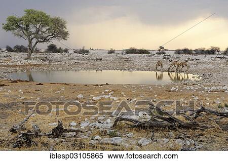 "Giraffes (Giraffa camelopardalis) drinking at a waterhole, Etosha National Park, Okaukuejo, Kunene Region, Namibia, Africa" View Large Photo Image Stock Photography - "Giraffes (Giraffa camelopardalis) drinking at a waterhole, Etosha National Park, Okaukuejo, Kunene Region, Namibia, Africa". Fotosearch